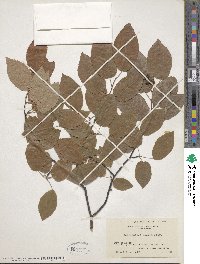 Amelanchier laevis image