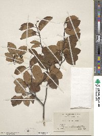 Amelanchier laevis image