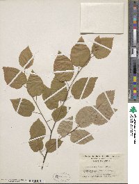 Amelanchier laevis image