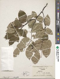 Amelanchier laevis image