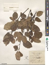 Amelanchier laevis image