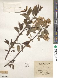 Amelanchier laevis image