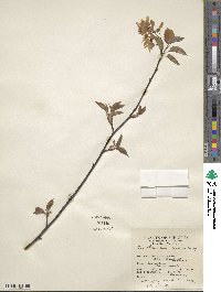 Amelanchier laevis image