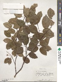 Amelanchier laevis image