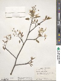 Amelanchier laevis image