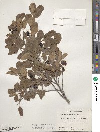 Amelanchier laevis image