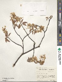 Amelanchier laevis image