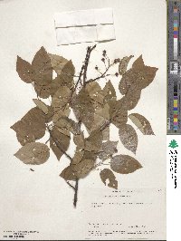 Amelanchier laevis image