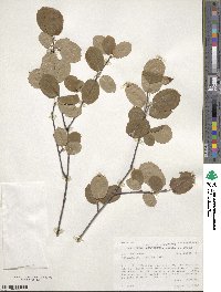 Amelanchier laevis image