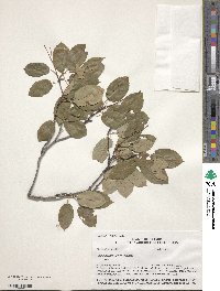 Amelanchier laevis image