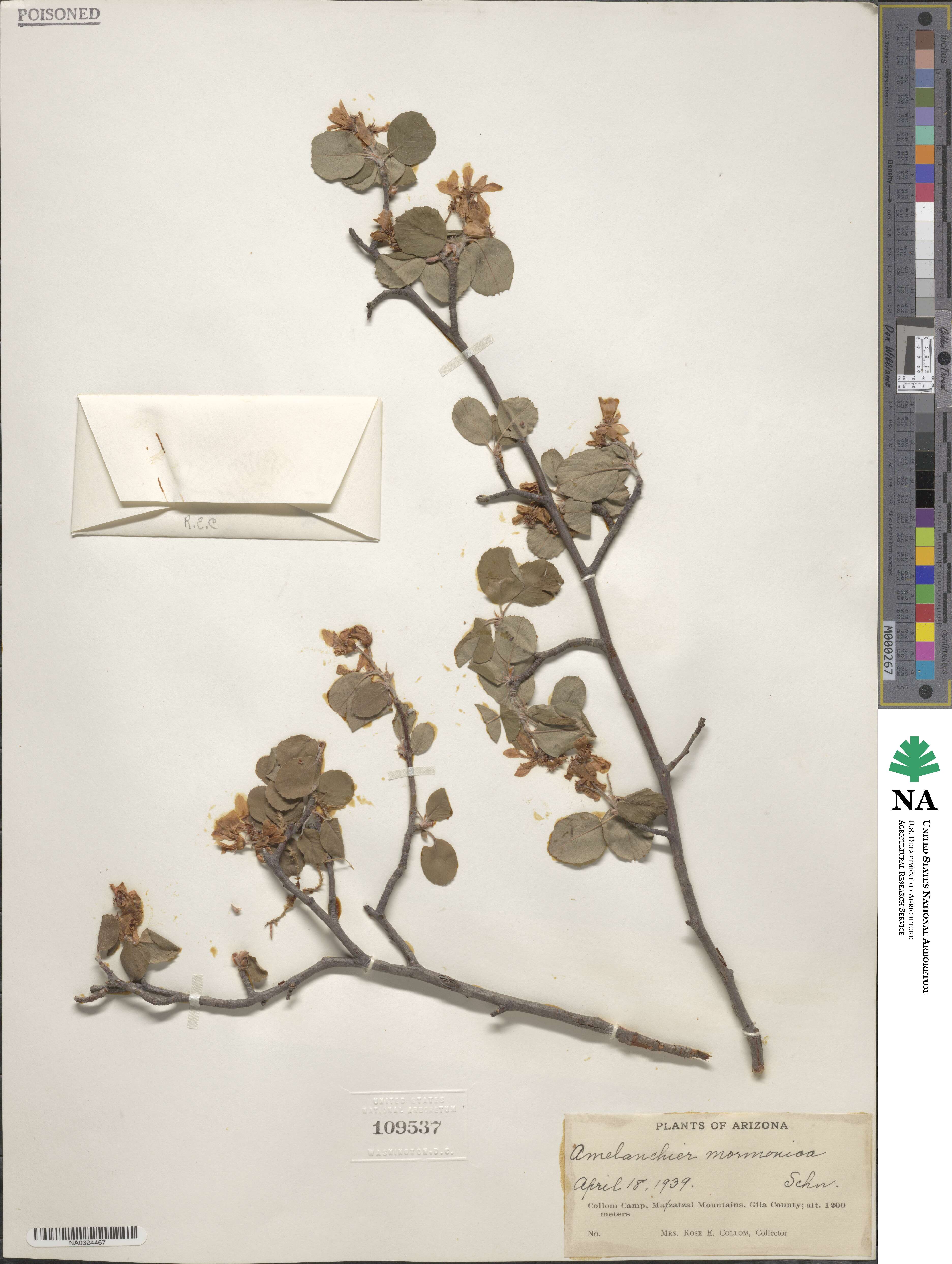 Amelanchier utahensis image