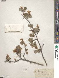 Amelanchier utahensis image