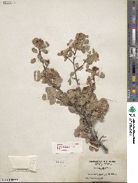 Amelanchier utahensis image