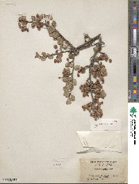 Amelanchier utahensis image