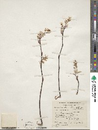 Amelanchier arborea image