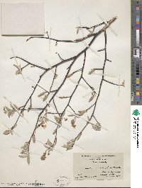 Amelanchier arborea image