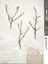 Amelanchier arborea image