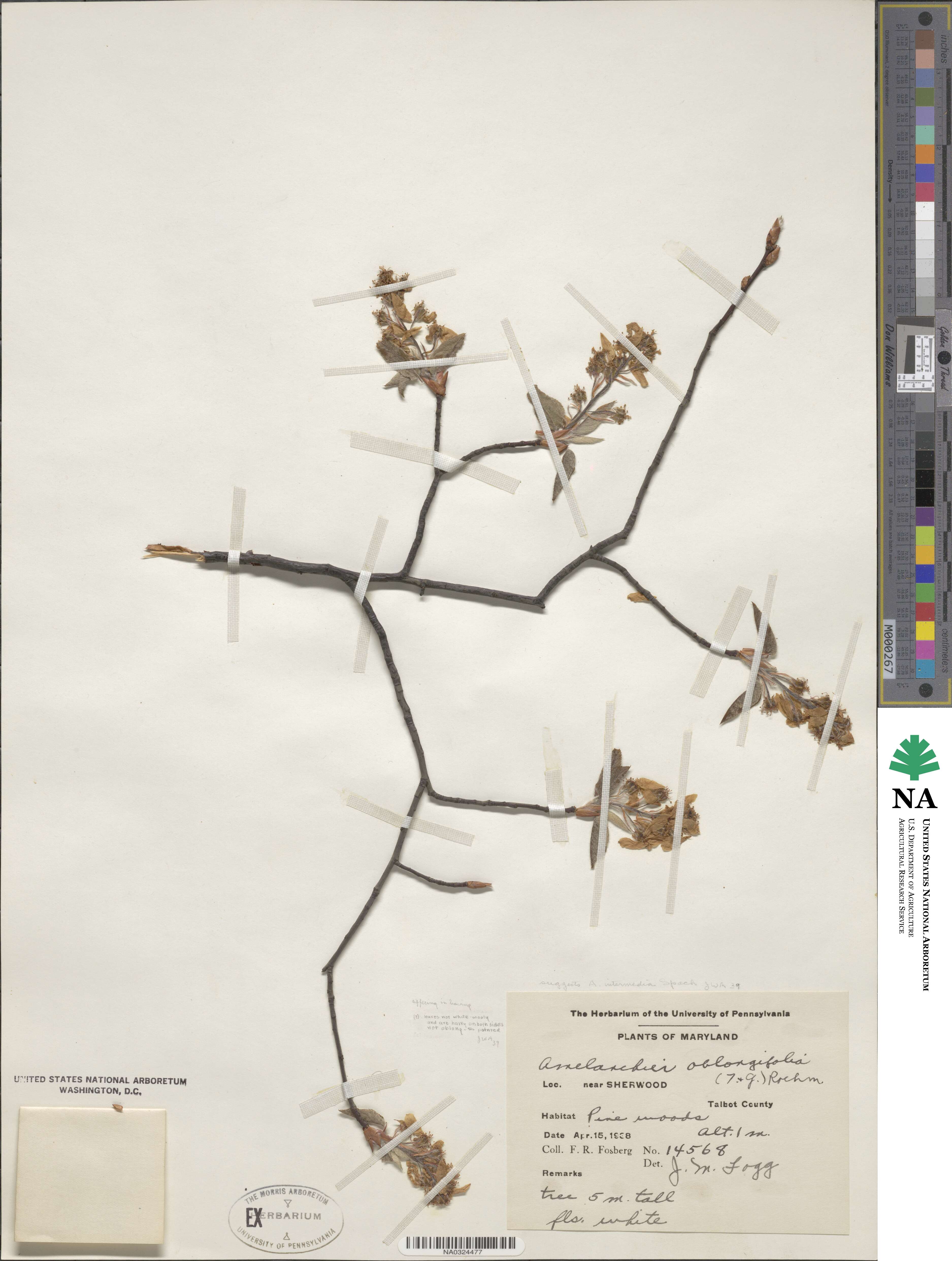 Amelanchier arborea image