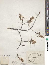 Amelanchier arborea image