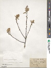 Amelanchier arborea image