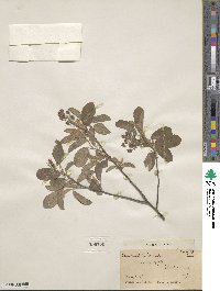 Amelanchier arborea image