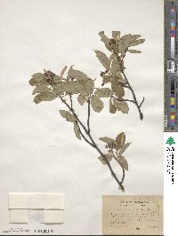 Amelanchier arborea image