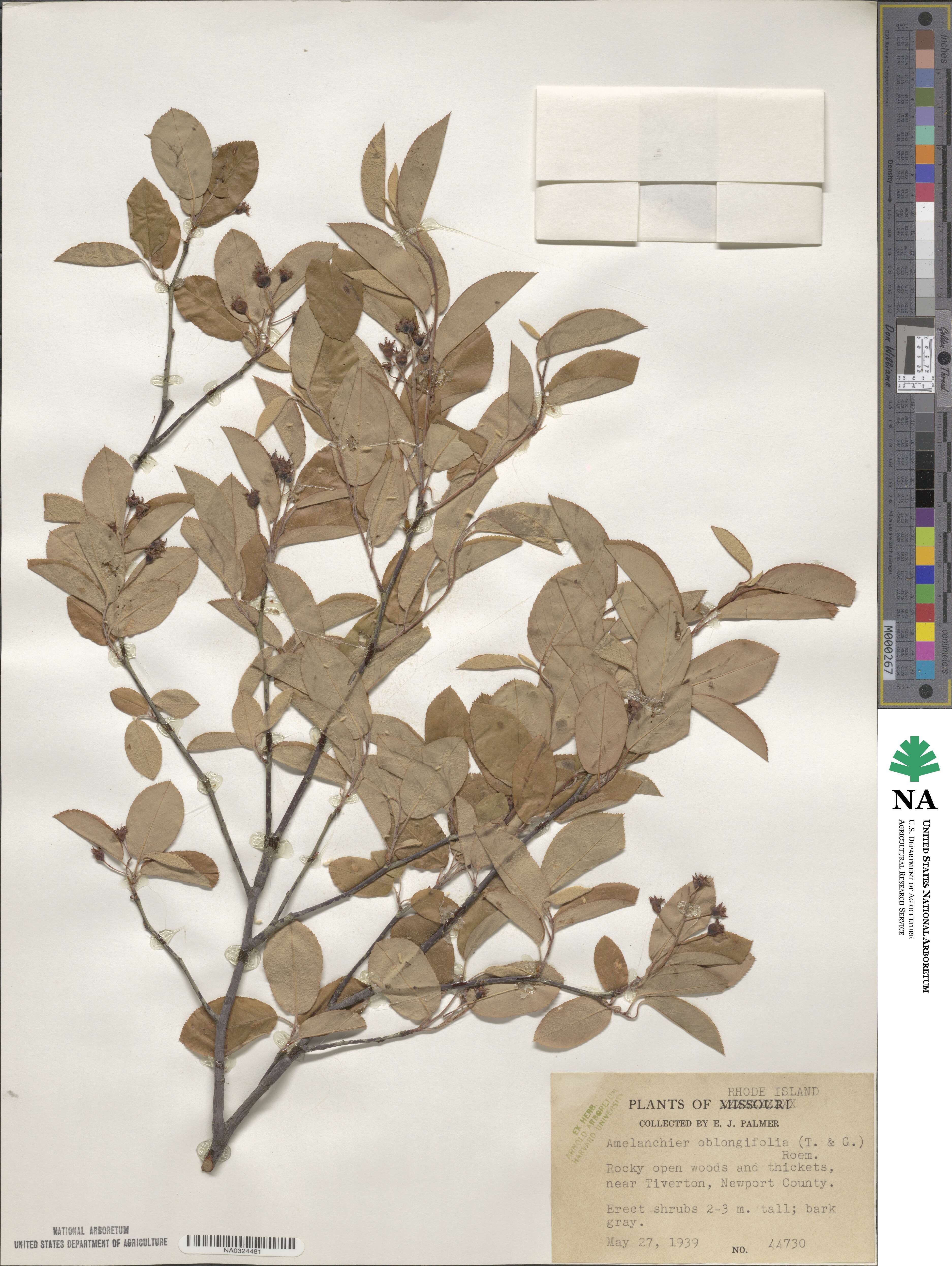 Amelanchier arborea image