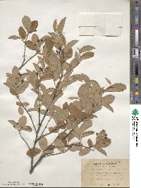 Amelanchier arborea image