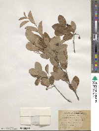 Amelanchier arborea image