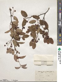 Amelanchier arborea image