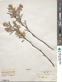 Amelanchier arborea image