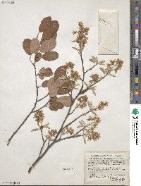 Amelanchier arborea image