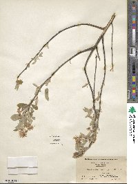 Amelanchier arborea image