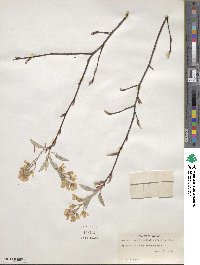 Amelanchier arborea image