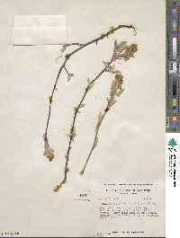 Amelanchier arborea image