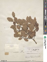 Amelanchier arborea image