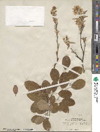 Amelanchier arborea image