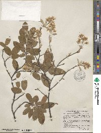 Amelanchier arborea image