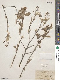 Amelanchier arborea image