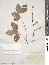 Amelanchier arborea image