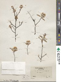 Amelanchier arborea image