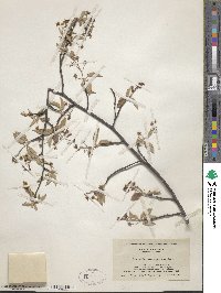 Amelanchier arborea image