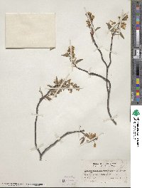 Amelanchier arborea image