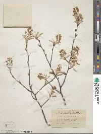 Amelanchier arborea image