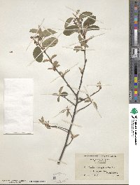 Amelanchier arborea image