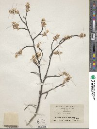 Amelanchier arborea image