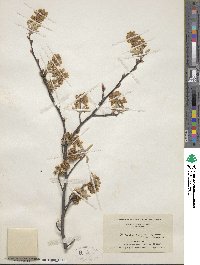 Amelanchier arborea image