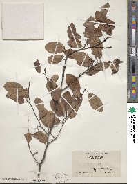 Amelanchier arborea image