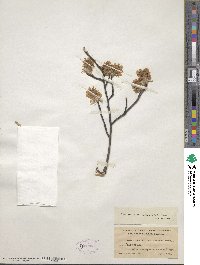 Amelanchier arborea image