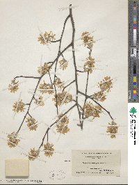 Amelanchier arborea image